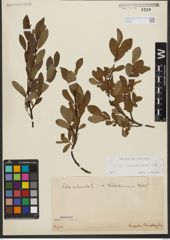 Foto von Salix waldsteiniana Willd.